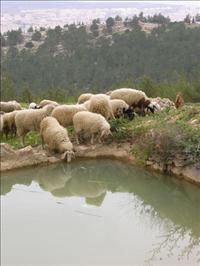 <p>אטרקציות בגוש עציון</p>